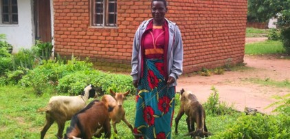 Goats in Malawi